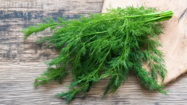 Ингредиент: Укроп (Свежий)