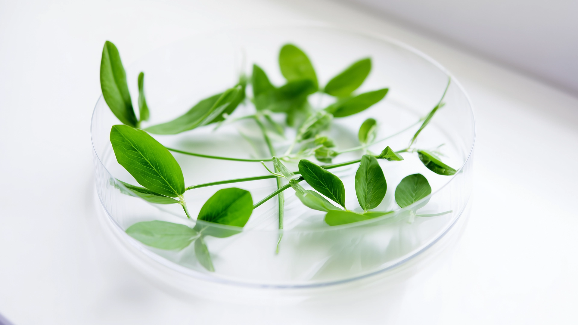 Листья горошка