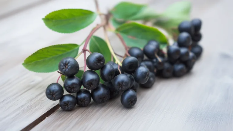 Ингредиент: Рябина черноплодная