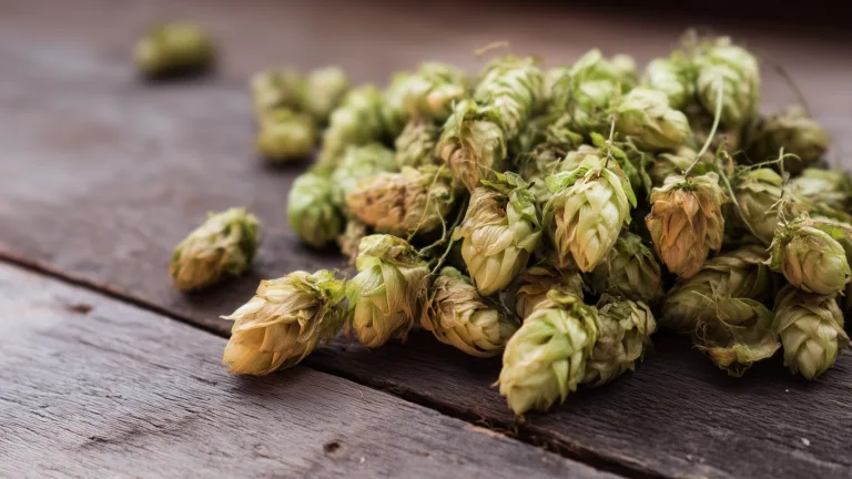 Ингредиент: Хмель