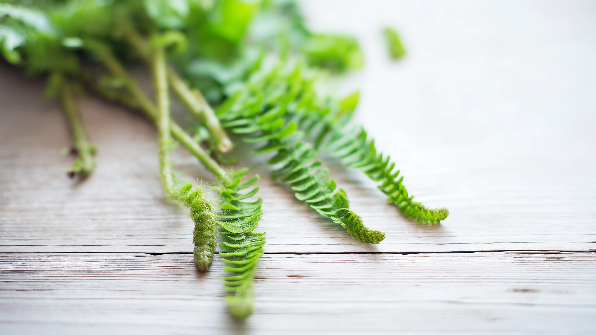 Папоротник