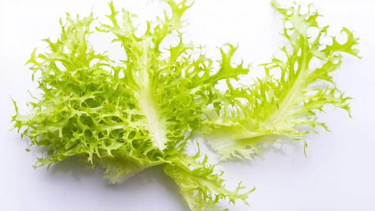 Ингредиент: Фризе