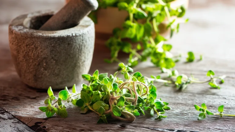 Ингредиент: Душица свежая (Орегано)