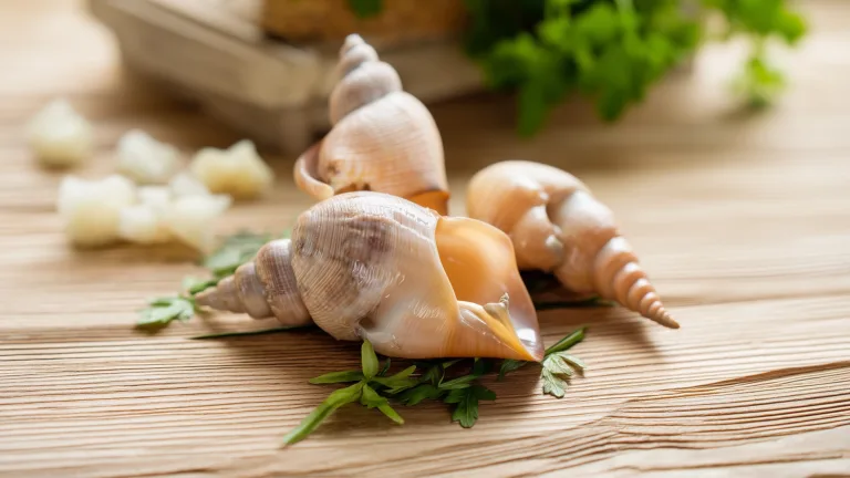 Ингредиент: Рапан