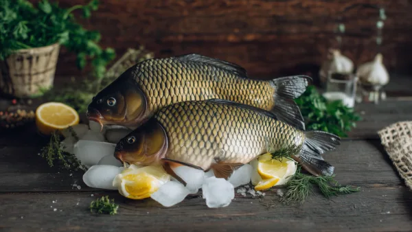 Свежий карась на льду с лимоном и зеленью