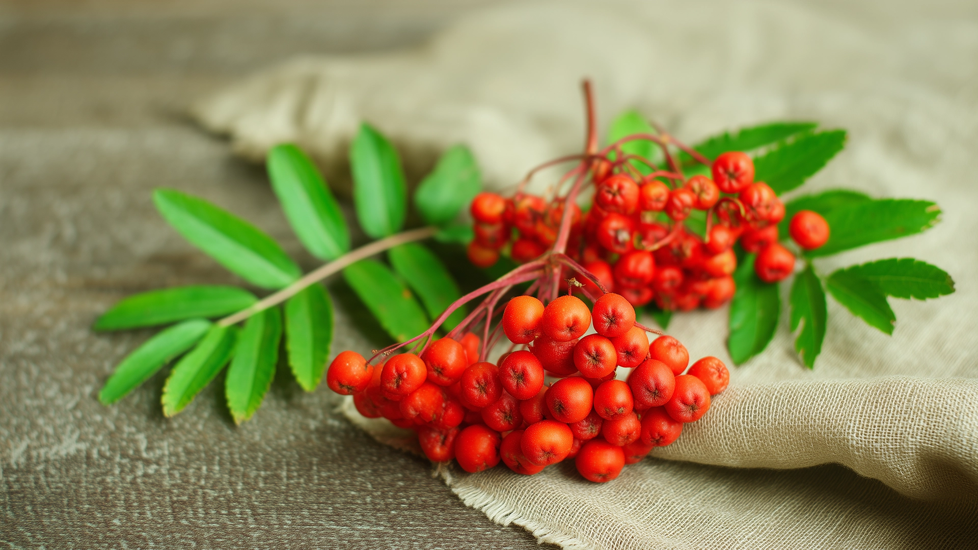 Рябина красная