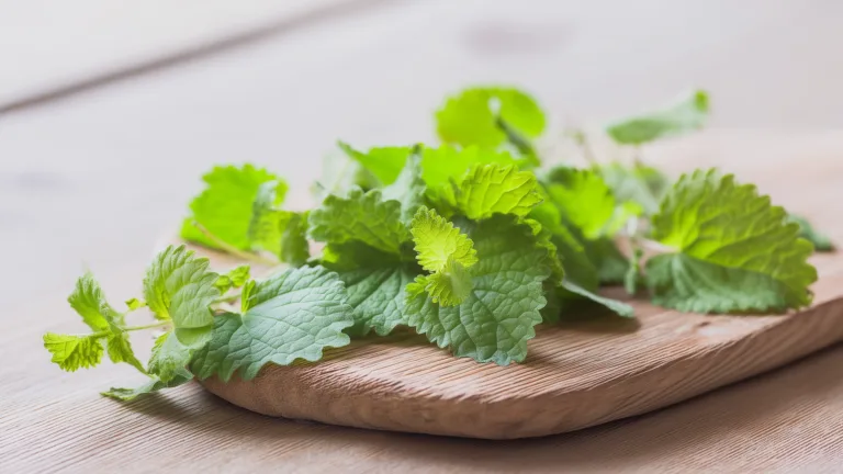 Ингредиент: Мелисса