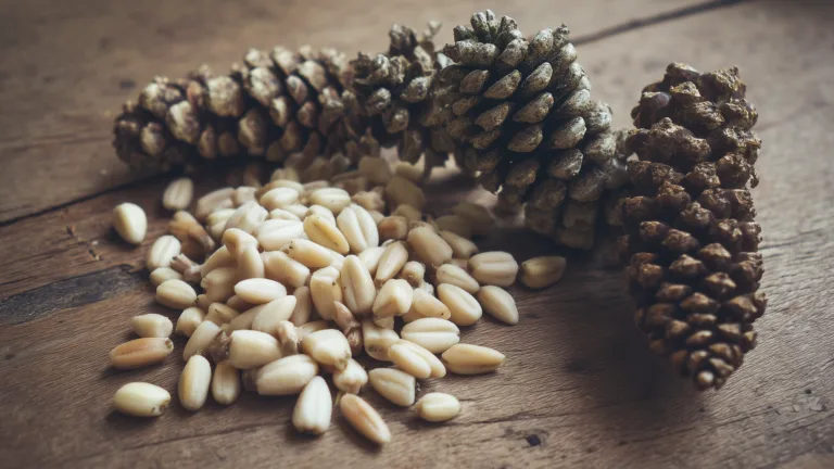 Ингредиент: Орехи кедровые