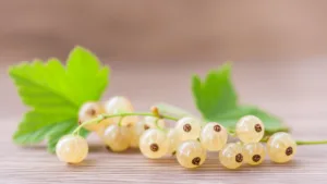 Смородина белая